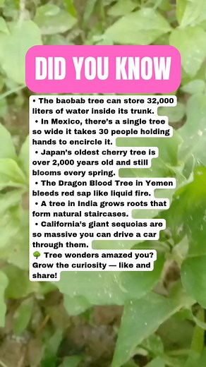 226K views · 4.1K reactions | Incredible World Trees With Powers That Feel Unreal 勞 #facts | Daily Brain T | Facebook