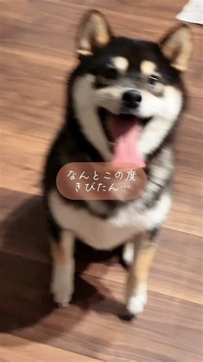 柴犬絵文字の活用法と魅力