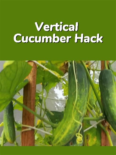 Vertical Cucumber Hack#FYP #cucumber #ViralPhilippines #homegardener