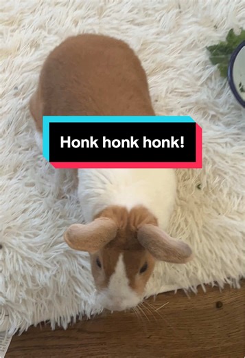 britishcabbage on TikTok