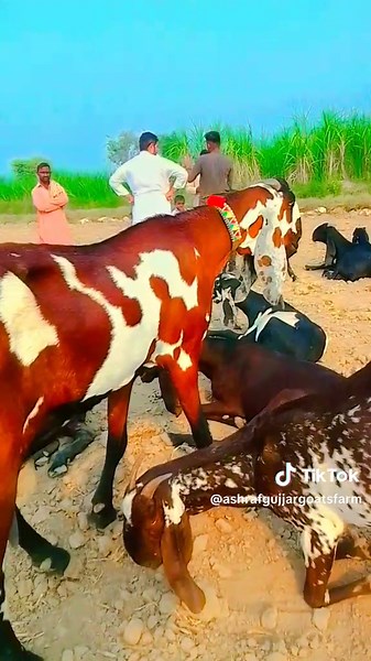 Big Goats Songs and Videos Compilation