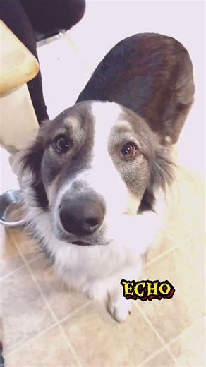 What DO we have here? #ears #doggo #pettok #dogtok #cutedog #dogshorts #fypシ