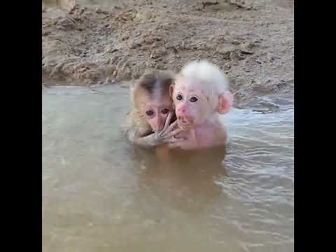 Poor Baby Monkey Struggle ❤️ | Funny Monkey Video 9 #funny #monkey #animal