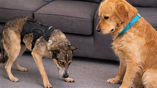 Golden retriever meets completely broken rescue for the first time