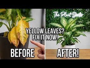 Dieffenbachia Yellowing Leaves? Here's Exactly What to Do