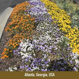 It’s well into spring in the Northern Hemisphere, and in many places that means flowers blooming in full force! For our #FridayFeature today, we’re showcasing flowers and flowering trees captured recently by GLOBE Observers in Land Cover photos (and a few Clouds down photos). Remember to always follow guidelines from your local officials and only participate in GLOBE activities or use the GLOBE Observer app if it is safe to do so. Images this week from: Fresno, California, USA; Madrid, Spain; Co
