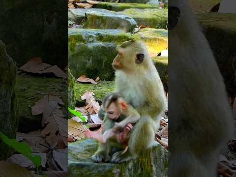 Baby Monkey Behavior Study – Cute & Smart Animals , Live now