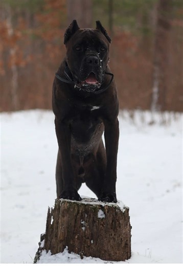 Best Recording Devices for Cane Corso Owners