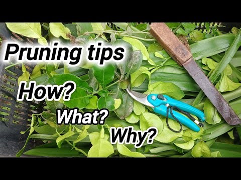 Pruning tips for beginners 🪴🪚✅️||why? How? What? Is Pruning || #pruning #plantcare #pruningtips