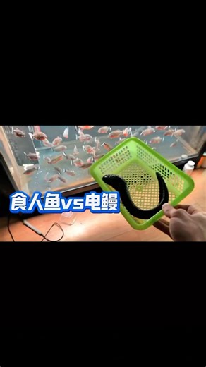 Piranha vs Electric Eel ⚡ Who Wins This Amazon River Battle? #shorts