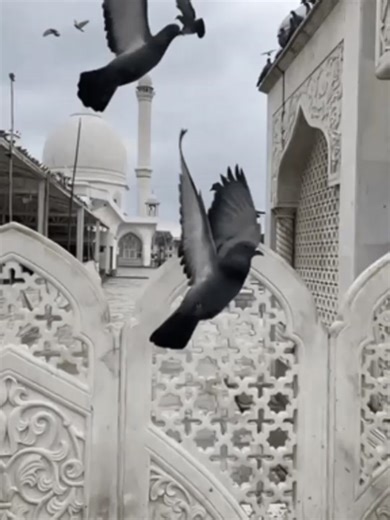 TikTok · Fhbf Dbdbf