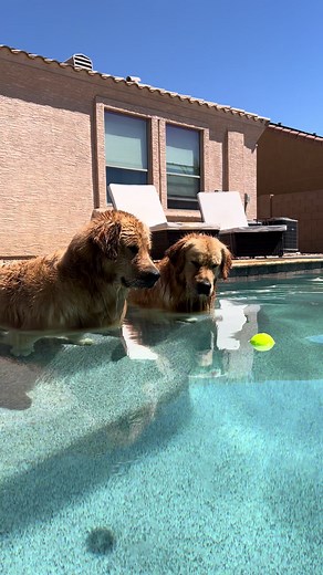 Golden Retriever Jumping Compilation