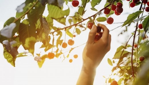 Cherry Tree Growth Rate: Potted & From Seed   Key Factors