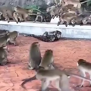 368K views · 2K reactions | Monkey was attacked by a python, the group is trying to rescue it | Magic Animals | Facebook
