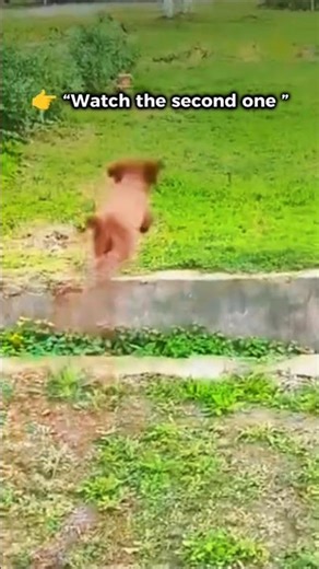 Funny Puppy Jump Fail