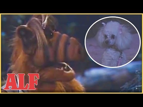 ALF Is Hangry | ALF | S4 E22