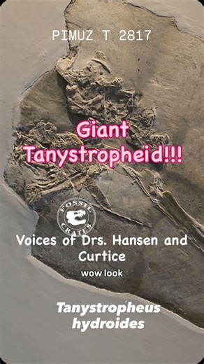 Fossil Crates on Instagram: "Tanystropheus heaven! I still can’t get over how big these tanys are. I had heard of large ones, had read papers even, but to see them in person was something else entirely. I was shocked at their amazing necks, neat limbs, and cool tails. A paper in 2023 by Spiekman and Mujal examined two necks that are in this video, Tanystropheus hydroides (PIMUZ T 2819) and T. longobardicus (PIMUZ T 3901), and determined the necks were severed! Apparently the Middle Triassic was
