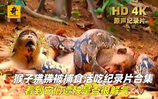高清原声纪录片，猴子狒狒被捕食活吃精彩纪录片合集，看它们遭殃是否很解气