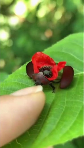 Apopedina papavera: a master of the deimatic display, using a flower's face to scare.