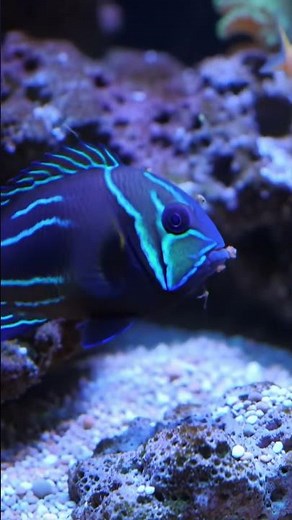 The Fascinating Bird Wrasse! 🦜 Saltwater Fish in the Aquarium