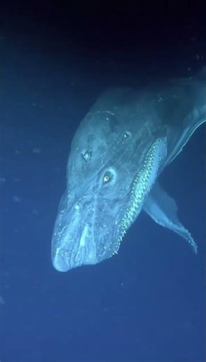 Discovering the Strange and Unusual Creatures of the Deep Ocean