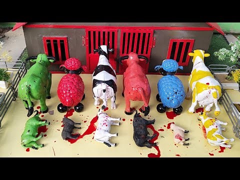 Wadidau ‼️ Proses Sapi Lucu Melahirkan Cesar, Simulasi Potong Sapi Qurbani, Idul Idha.