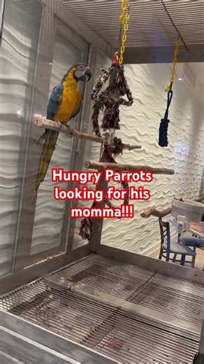 hungry parrots start being noisy!