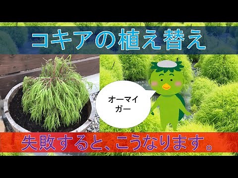 【ガーデニング初心者】コキアの植え付けと管理のコツ【増やす？増やさない？】