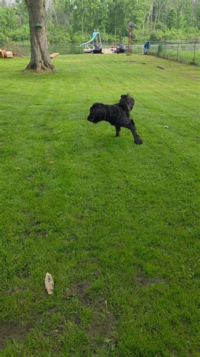 Rupert_TheSpecialNeedsPup (@rupert_thespecial)’s video of taggie and rupert