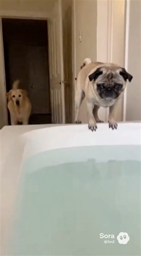 Pug suprised by a lab! | Max the Pug