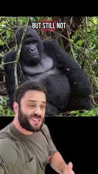 How Mountain Gorillas Fooled Us #animals #evolution #learning #science #virunga #gorilla #biology