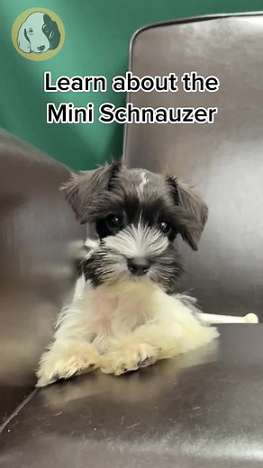 Mini Schnauzer Tricks: Engaging Intelligence with Puzzle Toys