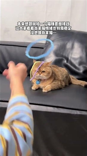 The cat ring-tossing challenge actually helped me figure out a cat s personality #Me and m