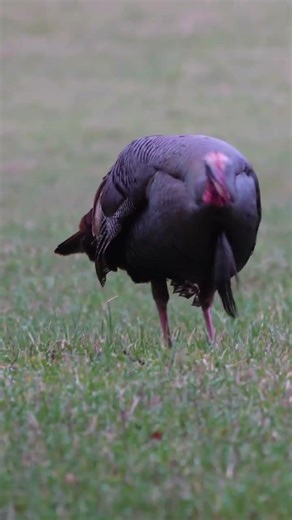 Big Double Beared Eastern 🤘🏽 #outdoors #huntinglife #hunting #turkeyhunting #wildlifephotography