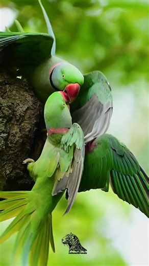 ishowpaws | The Alexandrine Parakeet is one of the largest and most striking parakeet species, known for its vivid green plumage, powerful red beak,... | Instagram