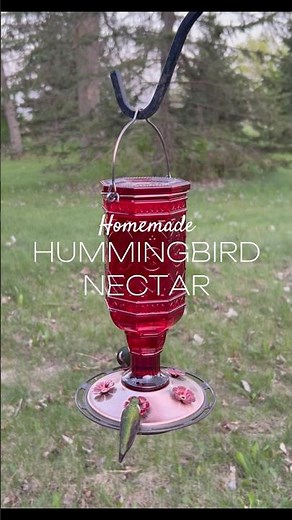 Making Hummingbird Food from Scratch 🌺🐦