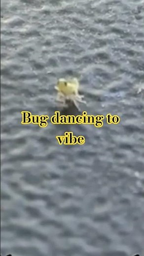 bug dancing