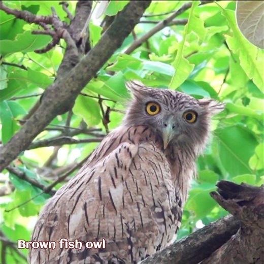 The brown fish owl is a fish owl native from Turkey to South and Southeast Asia# #owl #birdwatching