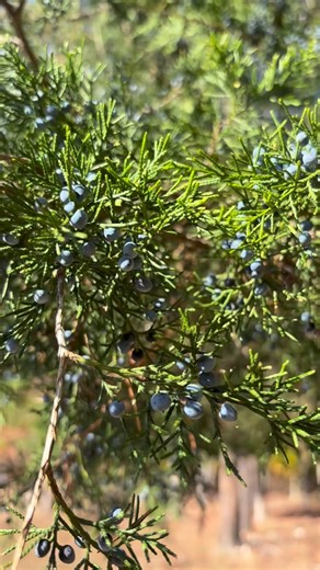 Juniper Berries are a natural diuretic, that can reduce bloating and water retention. The berries remove excess uric acid which help in conditions like gout and rheumatoid arthritis. Juniper berries are antibacterial and antifungal and have a strong effect against various bacteria and fungi that can cause skin infection, Candida, respiratory and GI infections. They are high in antioxidants and flavonoids and help reduce inflammation. Some studies show a potential to reduce total cholesterol and 