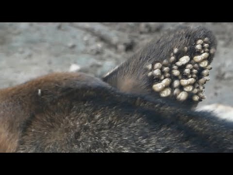 Helping remove ticks on dog ears