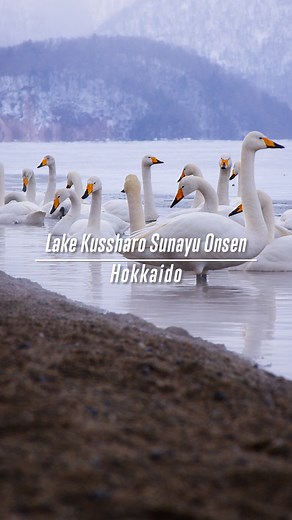 1.7K views · 54 reactions | Have you ever seen swans bathing in a hot...