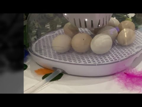 Egg Watch: The Hatch Begins