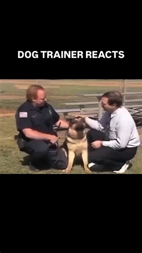 ⚠️ DOG TRAINER REACTS ⚠️ - Police dog bites man in the face Not every wag means “come say hi.” Even friendly dogs need their space. You never know their past, training, or comfort zone. If it’s not your dog, it’s not your space. Respect boundaries — for their safety and yours. . #dogtraining #dogtrainer #doglover #dogtrainingtips #dogpack #dogwalking #dogwalker #puppytraining #reactivedog #rescuedog #dogtrainerreacts #reactionvideo #viral | Cherry Hoggs