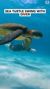 36K views · 1K reactions | SLOW AND STEADY: A green sea turtle joined a diver and his wife swimming off the coast of Western Australia. https://abcn.ws/3PYr93H | ABC News | Facebook