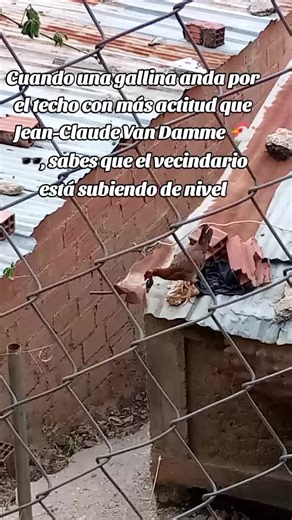 Gallina con actitud: el nuevo nivel del vecindario