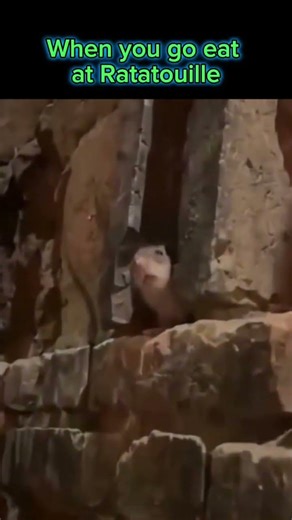 when you eat at Ratatouille #funny #memes #yobgs