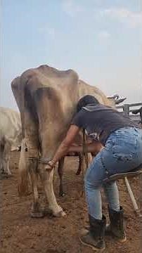 cow milking by hand beautiful girl 💋