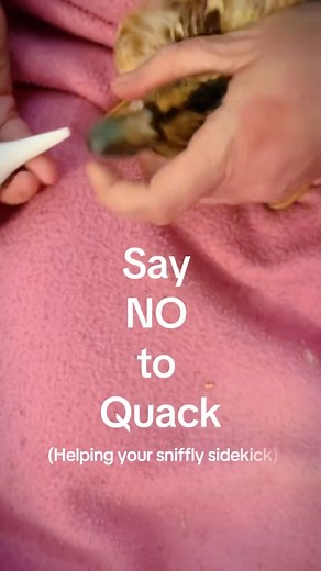 Does Your Duck Have a Stuffy Beak? Let’s Say No to Quack! 🦆💦A clogged ducky nose might seem like a minor inconvenience, but it can actually signal bigger issues like respiratory infections. So don’t just brush it off—let’s help your feathered friend breathe easy again!Here’s How to Help Your Sniffly Sidekick:🪣 Give ‘Em a Splash Zone:Ducks are pros at clearing their nostrils when they have access to deep water. A big bowl, bucket, or kiddie pool works great—just make sure they can dunk their w