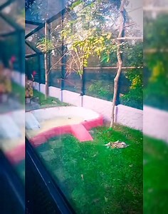 Walk In Bird Aviary❤️150 years of Alipore ZOO❤️❤️❤️❤️❤️❤️❤️❤️ | Chandrima Chatterjee