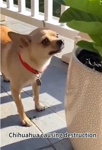 Chihuahua Causes Hilarious Destruction